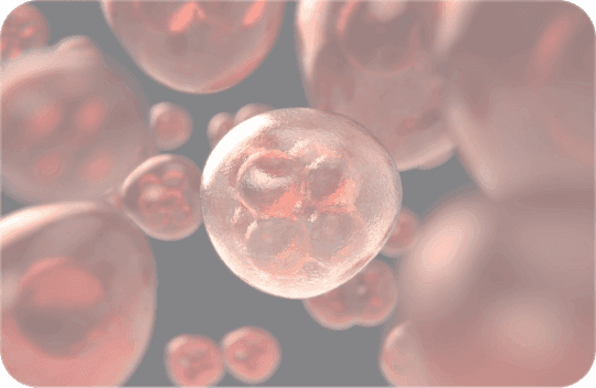 medical image