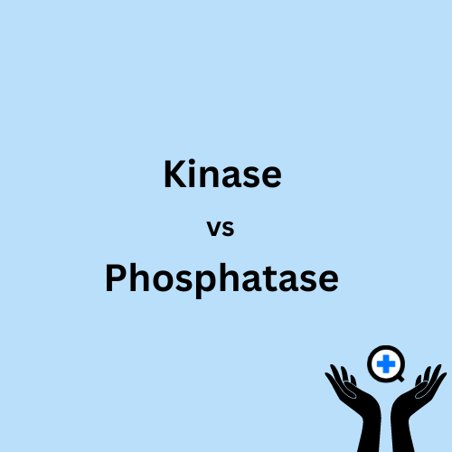 A blue image with text saying "Kinase vs Phosphatase"